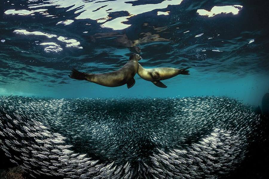 Wide-Angle, Third Place: Raffaele Livornese, Baja California, Mexico