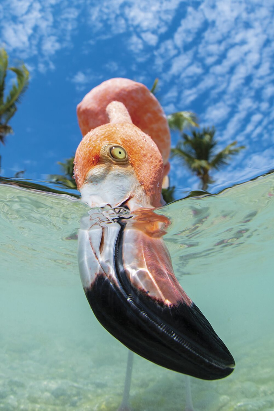 Honorable Mention: Chris Gug, Bonaire