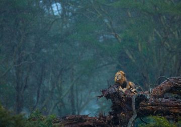 The Winning Photos Of Nature Photographer Of The Year 2020