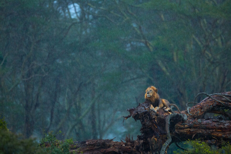 The Winning Photos Of Nature Photographer Of The Year 2020