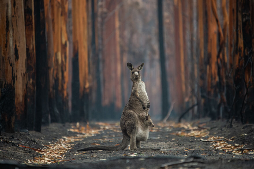 The Winning Photos Of Nature Photographer Of The Year 2020