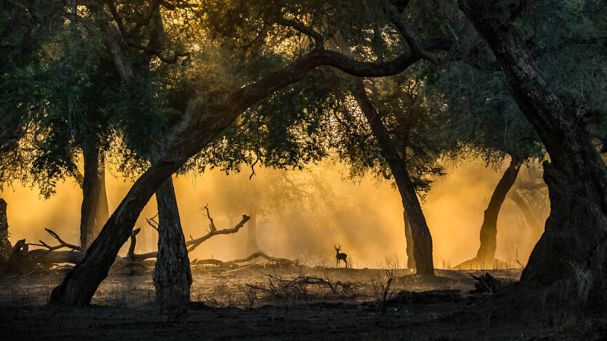 The Winning Photos Of Nature Photographer Of The Year 2020