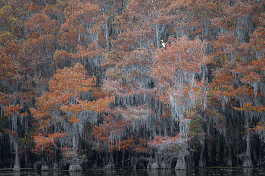 The Winning Photos Of Nature Photographer Of The Year 2020