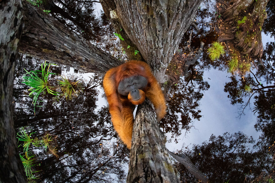 The Winning Photos Of Nature Photographer Of The Year 2020