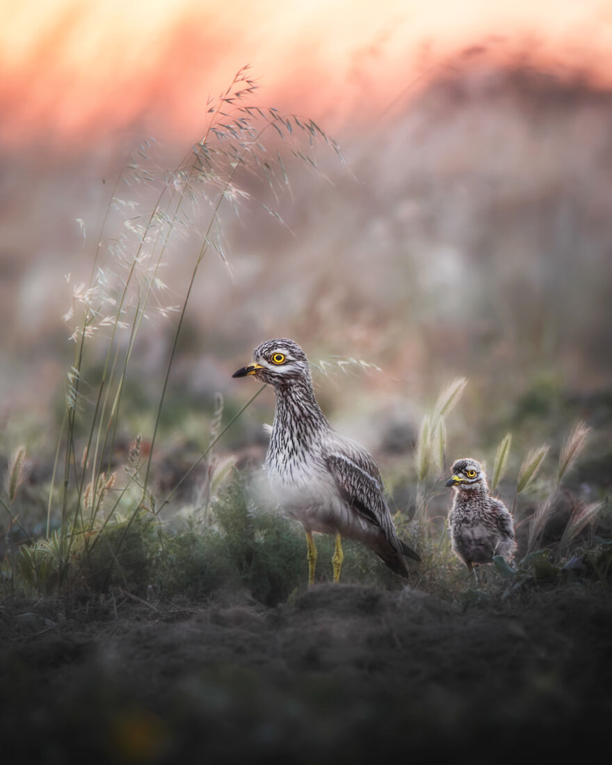 The Winning Photos Of Nature Photographer Of The Year 2020