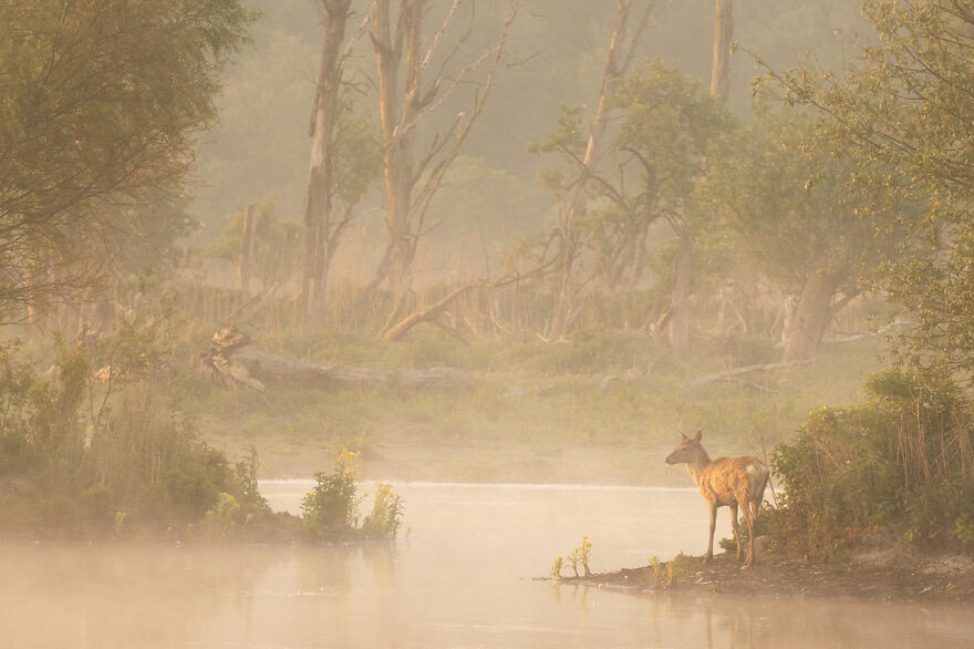 The Winning Photos Of Nature Photographer Of The Year 2020