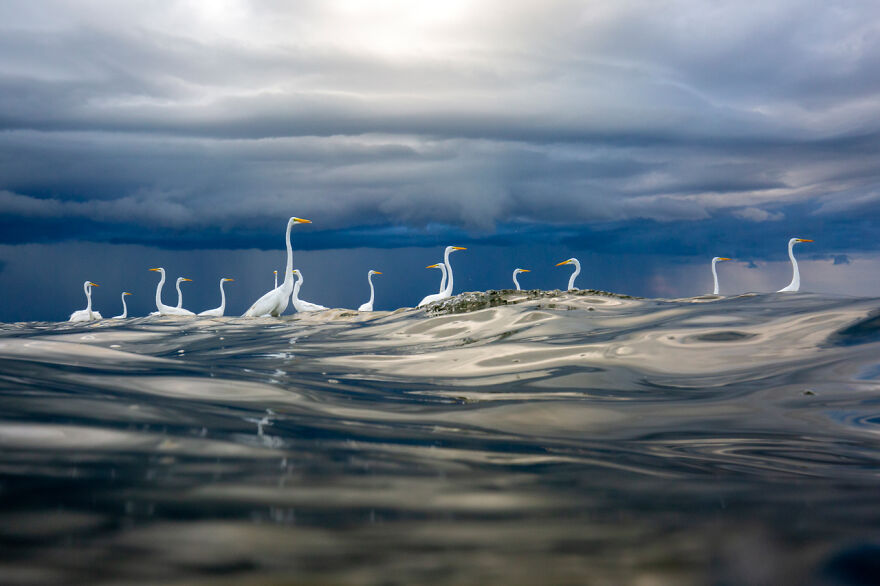 The Winning Photos Of Nature Photographer Of The Year 2020