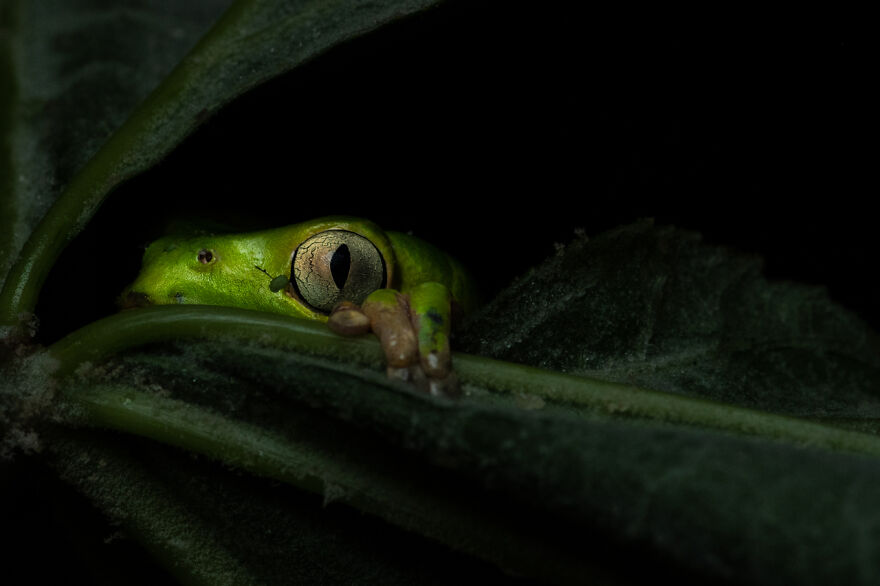 The Winning Photos Of Nature Photographer Of The Year 2020