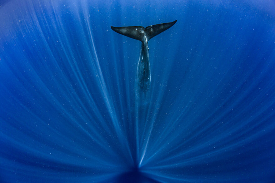 The Winning Photos Of Nature Photographer Of The Year 2020