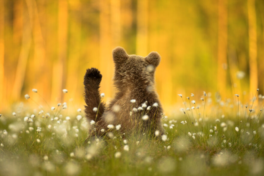 The Winning Photos Of Nature Photographer Of The Year 2020