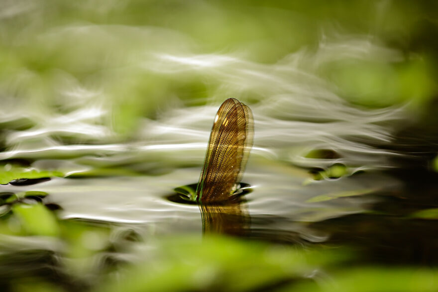 The Winning Photos Of Nature Photographer Of The Year 2020