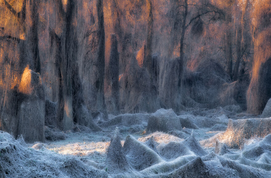 The Winning Photos Of Nature Photographer Of The Year 2020