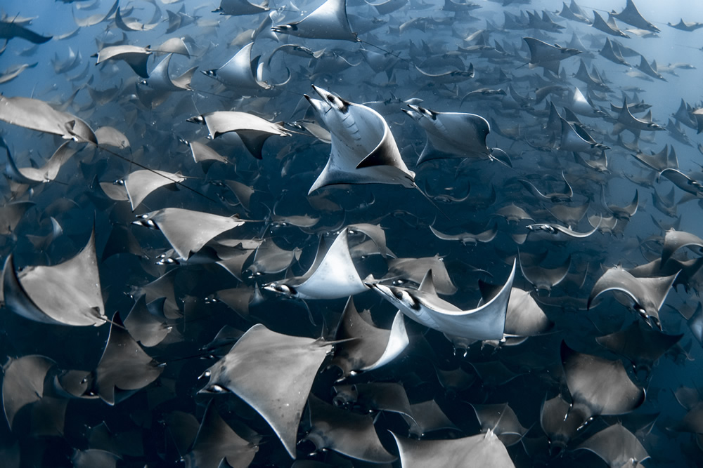 The Winners Of 2020 Ocean Photography Awards