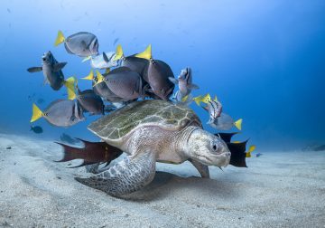 The Winners Of 2020 Ocean Photography Awards