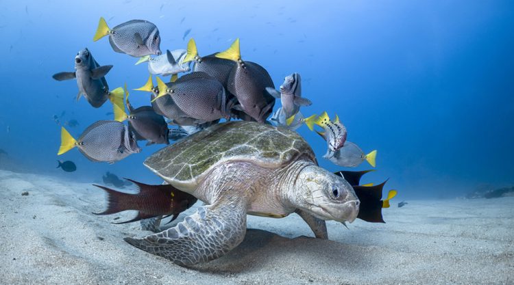 The Winners Of 2020 Ocean Photography Awards