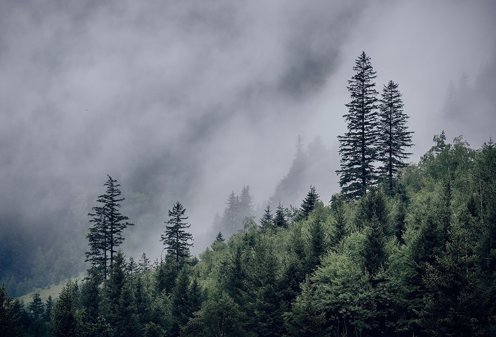 Trees Of The Mountains: From A Journey Through The Swiss Alps By Alexandra Wesche