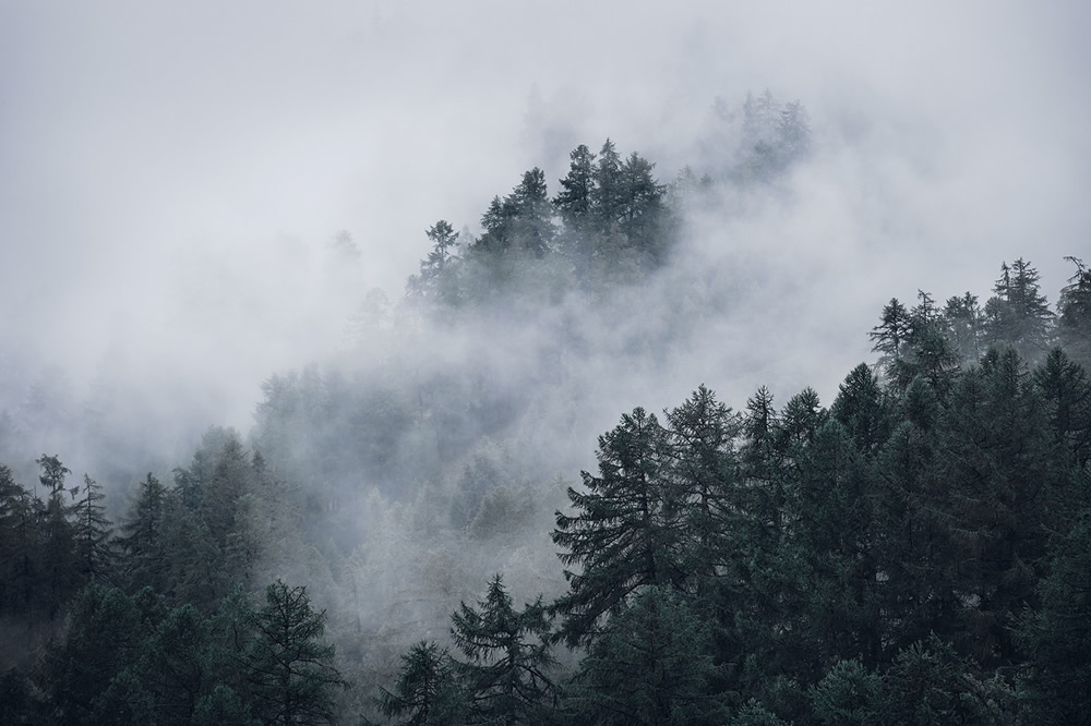 Trees Of The Mountains: From A Journey Through The Swiss Alps By Alexandra Wesche