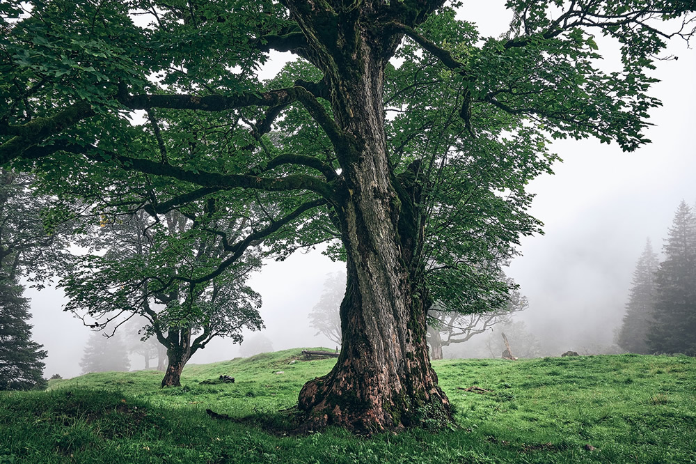 Trees Of The Mountains: From A Journey Through The Swiss Alps By Alexandra Wesche