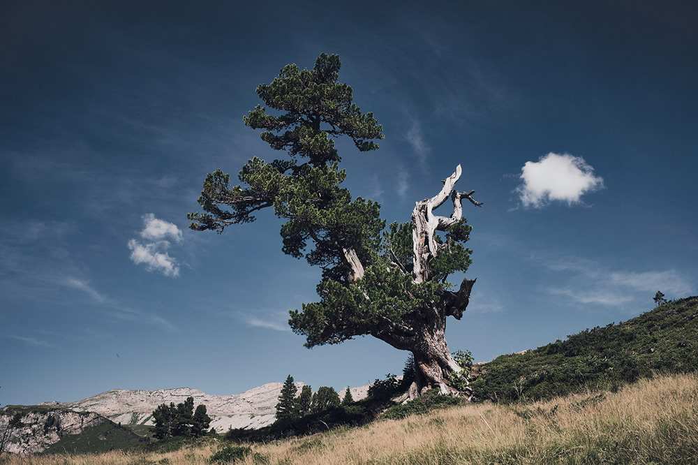 Trees Of The Mountains: From A Journey Through The Swiss Alps By Alexandra Wesche