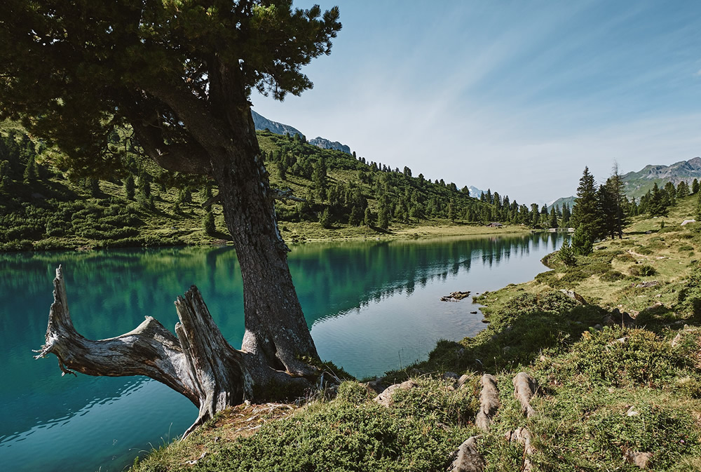 Trees Of The Mountains: From A Journey Through The Swiss Alps By Alexandra Wesche