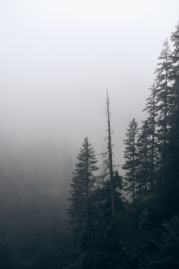 Trees Of The Mountains: From A Journey Through The Swiss Alps By Alexandra Wesche