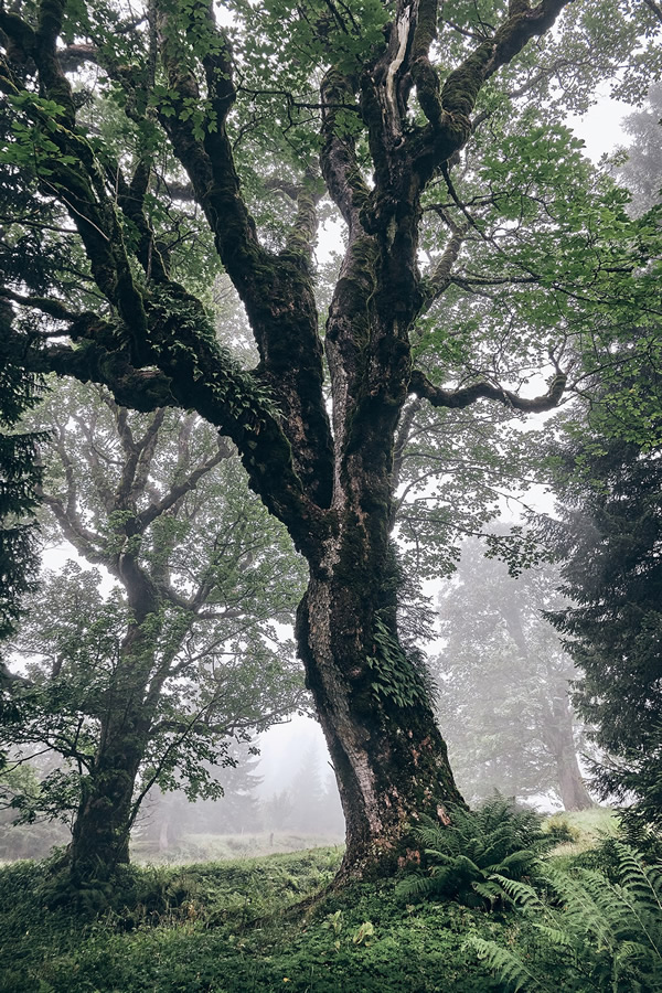 Trees Of The Mountains: From A Journey Through The Swiss Alps By Alexandra Wesche