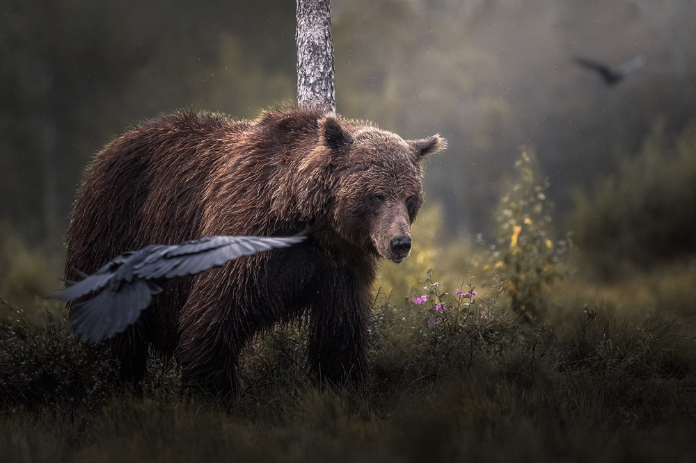 Bears Of Finland: A Photography Series By Christian Hoiberg