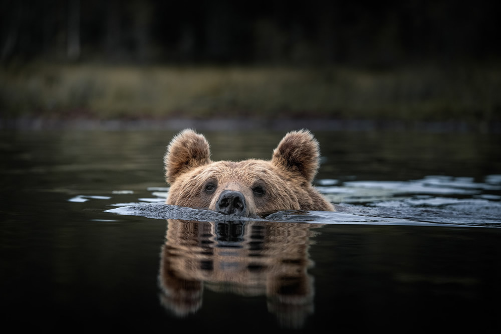 Bears Of Finland: A Photography Series By Christian Hoiberg