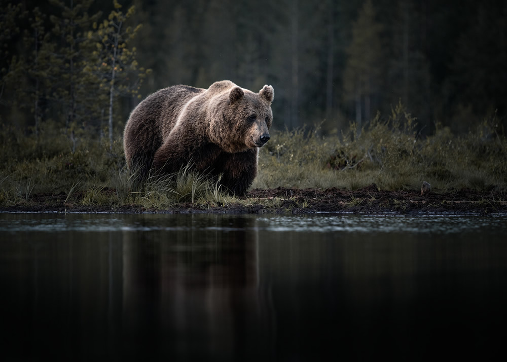 Bears Of Finland: A Photography Series By Christian Hoiberg