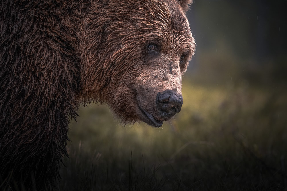 Bears Of Finland: A Photography Series By Christian Hoiberg