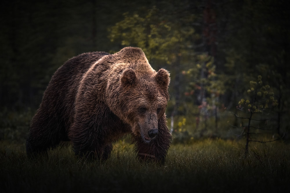 Bears Of Finland: A Photography Series By Christian Hoiberg