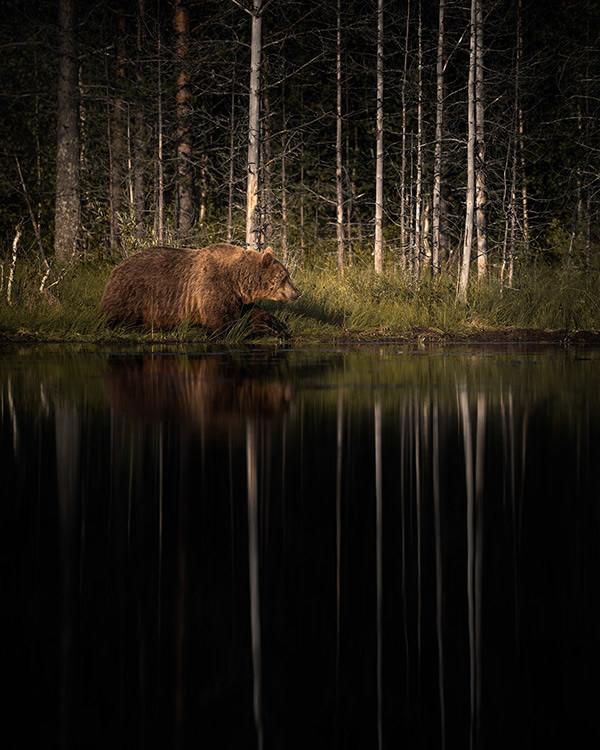 Bears Of Finland: A Photography Series By Christian Hoiberg