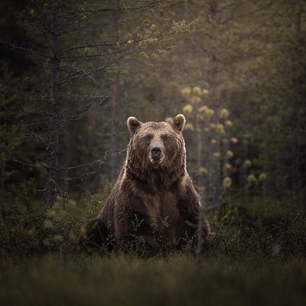 Bears Of Finland: A Photography Series By Christian Hoiberg