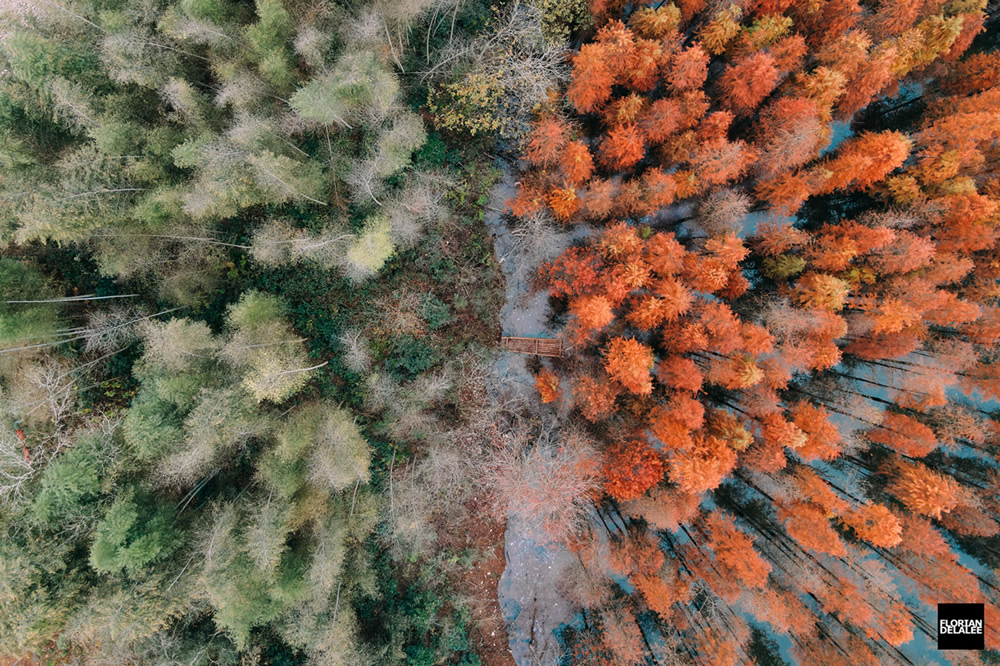 Red Forest: Autumn In Anhui By Florian Delalee