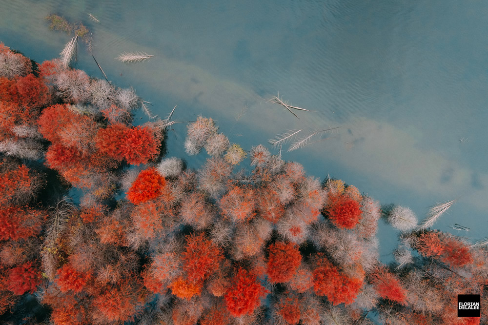 Red Forest: Autumn In Anhui By Florian Delalee