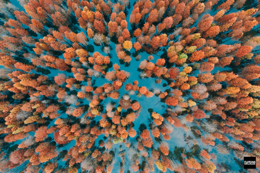 Red Forest: Autumn In Anhui By Florian Delalee