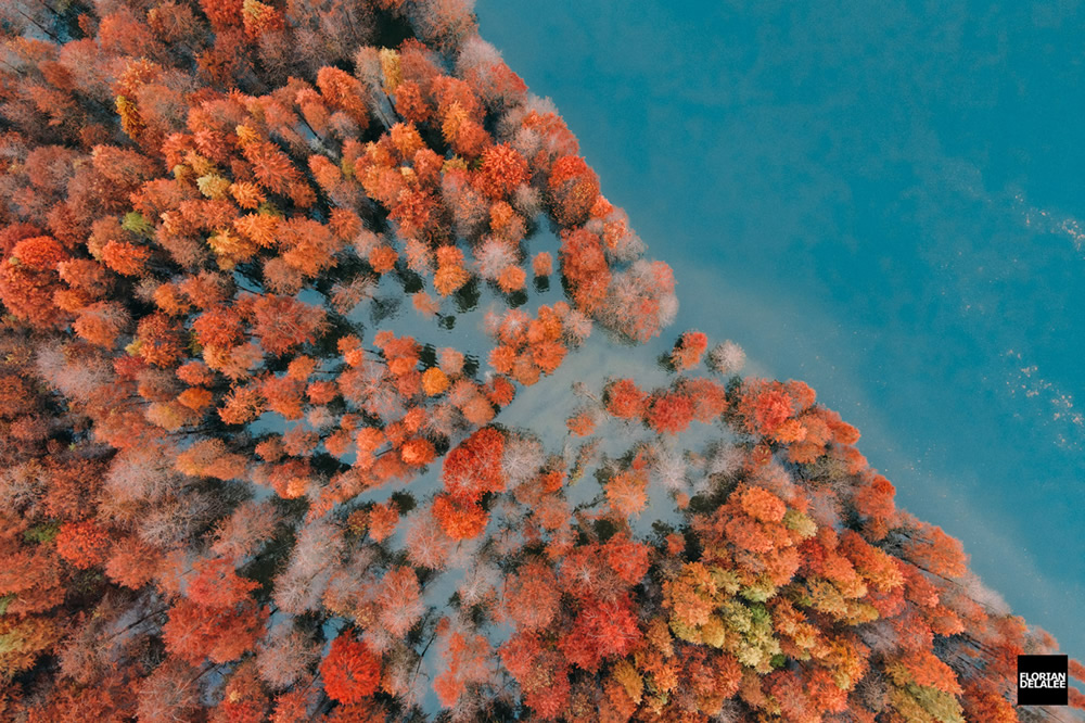 Red Forest: Autumn In Anhui By Florian Delalee