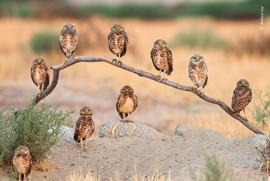 Choose The People's Choice Award For Wildlife Photographer Of The Year