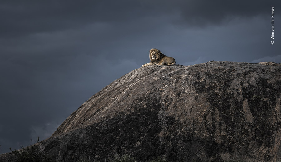 Choose The People's Choice Award For Wildlife Photographer Of The Year