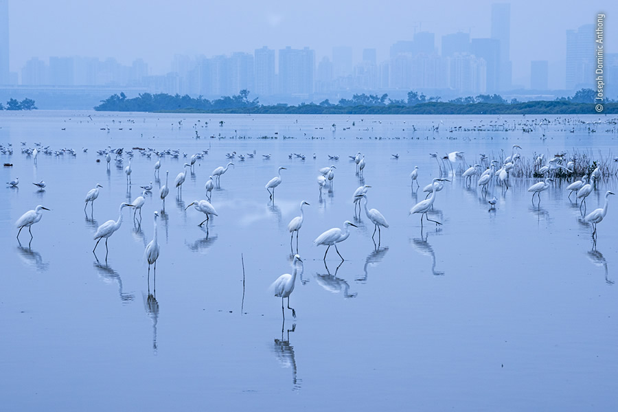 Choose The People's Choice Award For Wildlife Photographer Of The Year