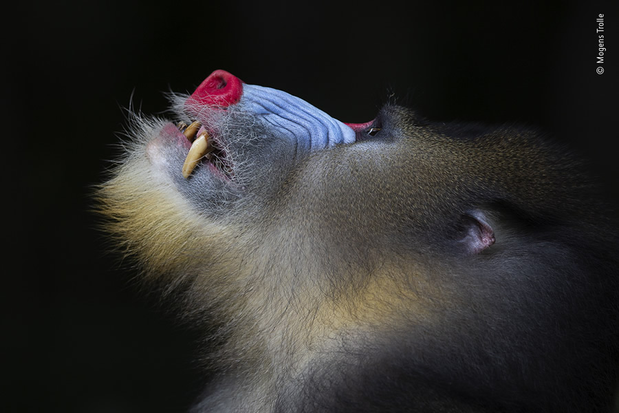 Choose The People's Choice Award For Wildlife Photographer Of The Year