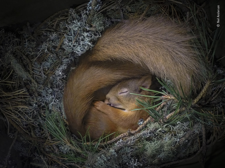 Choose The People's Choice Award For Wildlife Photographer Of The Year