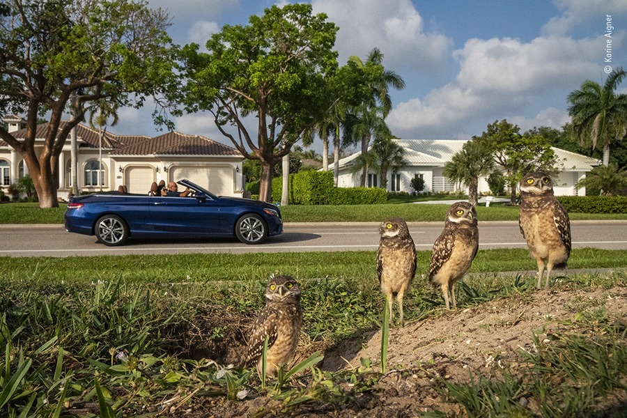 Choose The People's Choice Award For Wildlife Photographer Of The Year