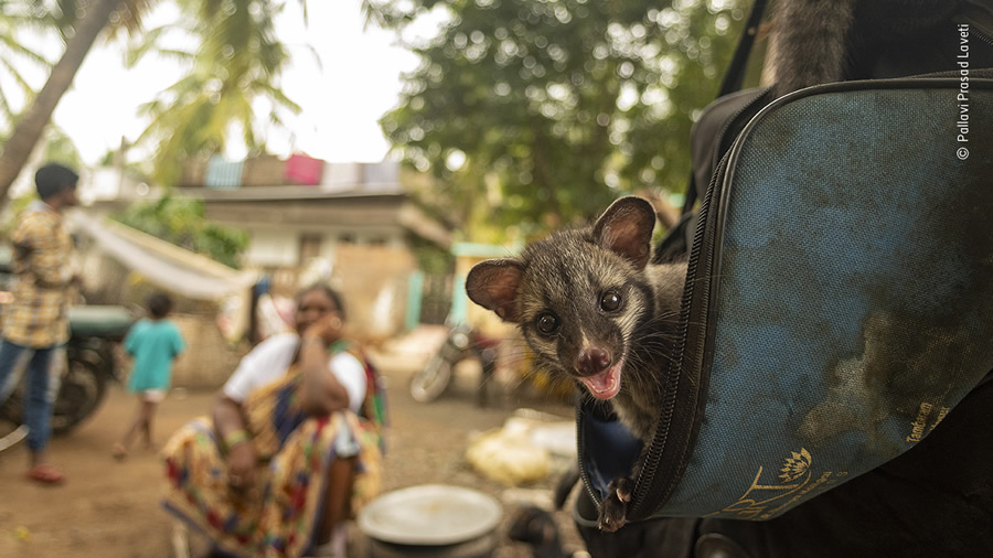 Choose The People's Choice Award For Wildlife Photographer Of The Year