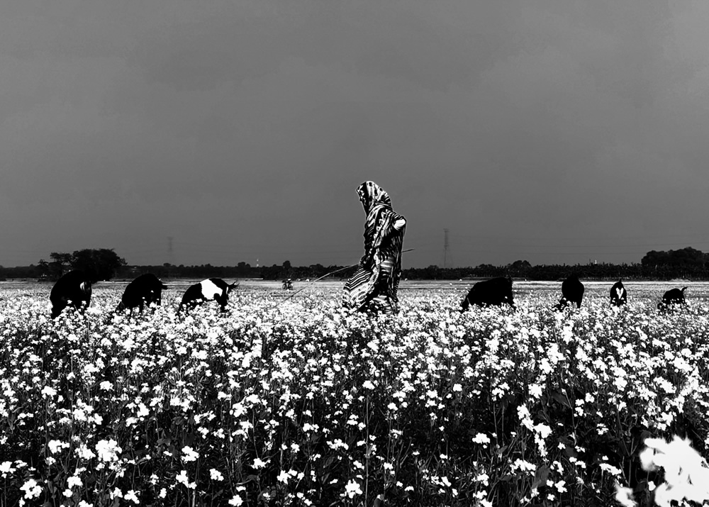 Life Around The Mustard Field By Md. Mahatur Rahman