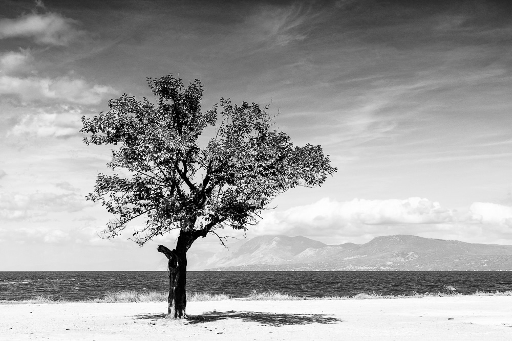 The Road Of Trees: Beautiful Photo Series By Antonis Giakoumakis