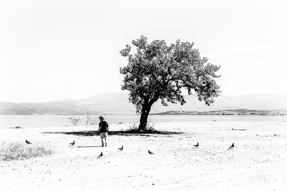 The Road Of Trees: Beautiful Photo Series By Antonis Giakoumakis
