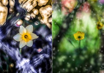 Contemplatio: Eulogy To The Contemplation Of Nature By Erika Zolli