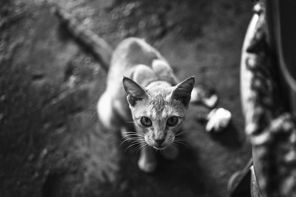 Malvan’s Bustling Fish Market: Photo Series by As Dnyaneshwar Vaidya