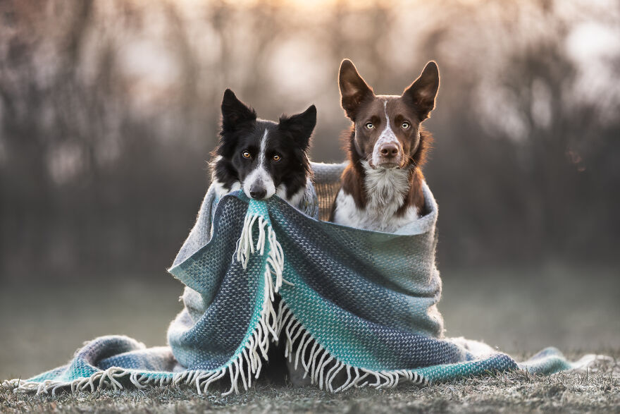 Stunning Photos Of My Two Border Collies By Emily Abrahams